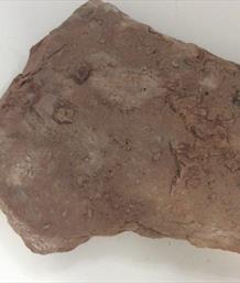 Salt pseudomorphs slab 18cm x12cm 780gms Stone Treasures Fossils4sale