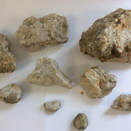 Fossil Collection Greensand Bed Monmouth Bay Lyme Regis Fossils4sale Stone Treasures