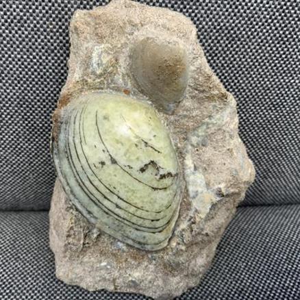 Cardinia sp Polished Fossil Bivalve, Scunthorpe, England. Lower Lias, Lower Jurassic, 200 Million Years Old.