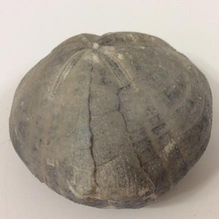 Echinoid Large 6.5cm across 204 grams from an old collection Stone Treasures fossil4sale