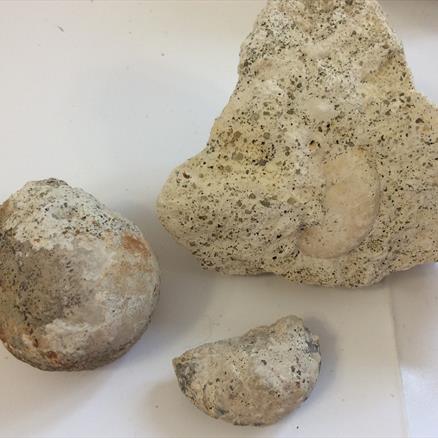 Fossil Collection Greensand Bed Monmouth Bay Lyme Regis Fossils4sale Stone Treasures