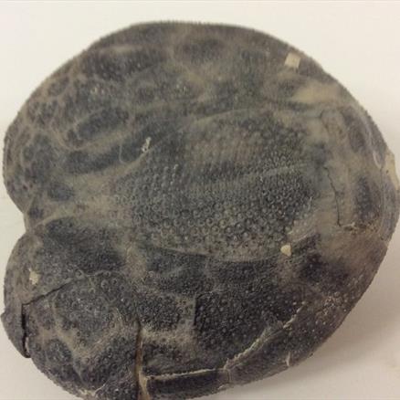 Echinoid Large 6.5cm across 204 grams from an old collection Stone Treasures fossil4sale