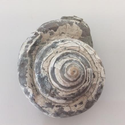 Gastropod specimen 74g approx diameter 5.2cm Old Collection Brockley Quarry Gloucestershire Fosss4sale Stone Treasures