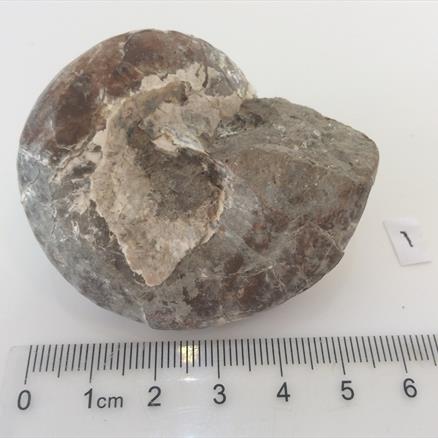 Gastropod specimen 92g approx diameter 5.5cm Old Collection Brockley Quarry Gloucestershire Fosss4sale Stone Treasure