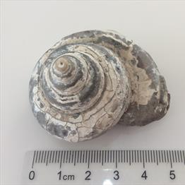 Gastropod specimen 74g approx diameter 5.2cm Old Collection Brockley Quarry Gloucestershire Fosss4sale Stone Treasure