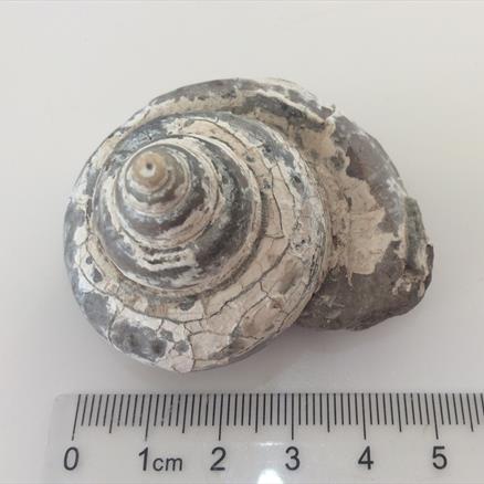 Gastropod specimen 74g approx diameter 5.2cm Old Collection Brockley Quarry Gloucestershire Fosss4sale Stone Treasure