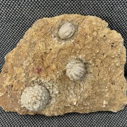 Blastoid & Crinoid Fossil (Sea Lily), Missouri Fossil Formation, USA Fossils4sale Stone Treasures