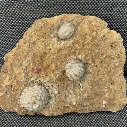 Blastoid & Crinoid Fossil (Sea Lily), Missouri Fossil Formation, USA Fossils4sale Stone Treasures