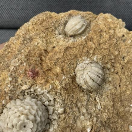 Blastoid & Crinoid Fossil (Sea Lily), Missouri Fossil Formation, USA Fossils4sale Stone Treasures