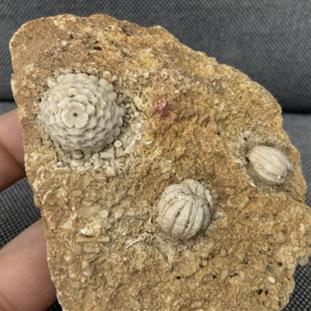 Blastoid & Crinoid Fossil (Sea Lily), Missouri Fossil Formation, USA Fossils4sale Stone Treasures