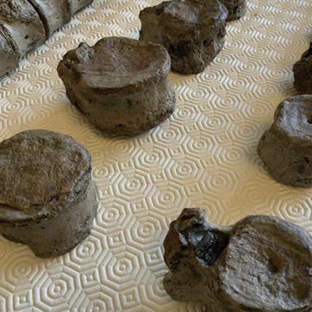 Plesiosaur Vertebrae (38) Column Jurassic Marine Reptile Bones, Whitby Fossils4sale Stone Treasures