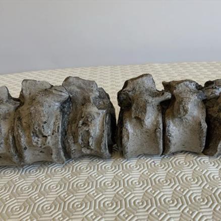 Plesiosaur Vertebrae (38) Column Jurassic Marine Reptile Bones, Whitby Fossils4sale Stone Treasures