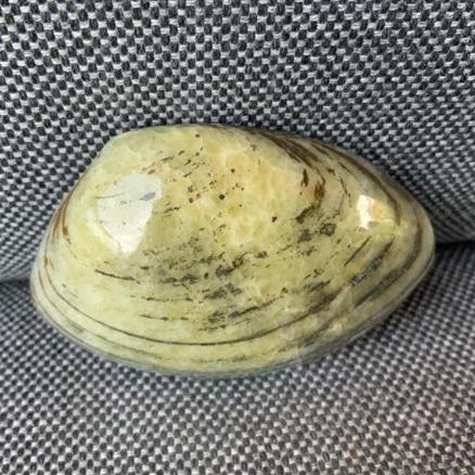 Cardinia sp Polished Fossil Bivalve, Scunthorpe, England. Lower Lias, Lower Jurassic, 200 Million Years Old.