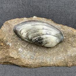 Cardinia Sp Polished Fossil Bivalve, Scunthorpe, England. Lower Lias, Lower Jurassic, 200 Million Years Old.