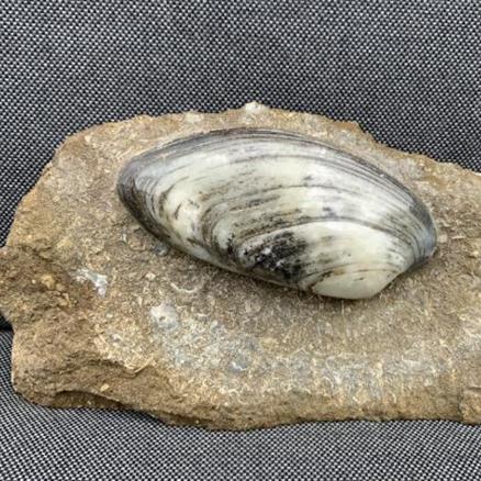 Cardinia Sp Polished Fossil Bivalve, Scunthorpe, England. Lower Lias, Lower Jurassic, 200 Million Years Old.