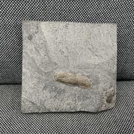 Coprolite Fossil (Dinosaur Poo), Marl Slate, County Durham, England Fossils4sale Stone Treasures