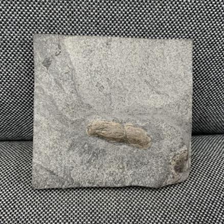 Coprolite Fossil (Dinosaur Poo), Marl Slate, County Durham, England Fossils4sale Stone Treasures