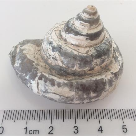 Gastropod specimen 74g approx diameter 5.2cm Old Collection Brockley Quarry Gloucestershire Fosss4sale Stone Treasure