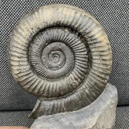 Whitby Dactylioceras sp Fossil Ammonite, Freestanding, Yorkshire Fossils4sale Stone Treasures