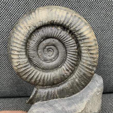 Whitby Dactylioceras sp Fossil Ammonite, Freestanding, Yorkshire Fossils4sale Stone Treasures