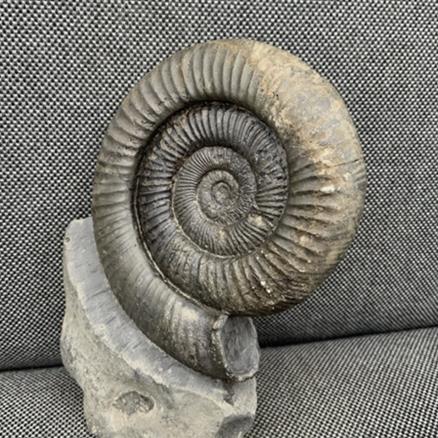 Whitby Dactylioceras sp Fossil Ammonite, Freestanding, Yorkshire Fossils4sale Stone Treasures