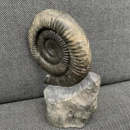 Whitby Dactylioceras sp Fossil Ammonite, Freestanding, Yorkshire Fossils4sale Stone Treasures