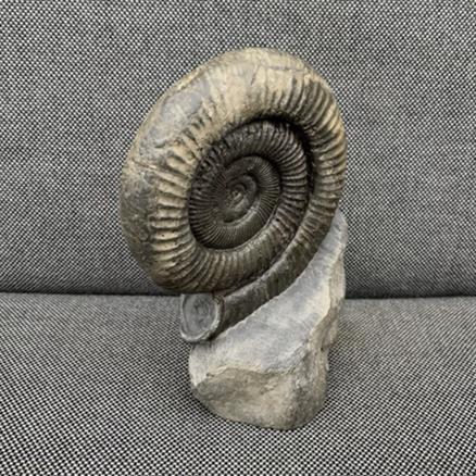 Whitby Dactylioceras sp Fossil Ammonite, Freestanding, Yorkshire Fossils4sale Stone Treasures