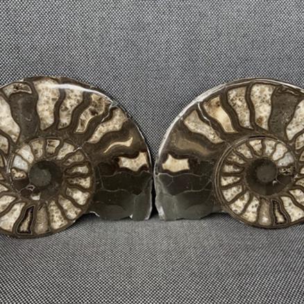 Harpoceras sp Ammonite Polished Pair, Rare Calcite Fossil Whitby Fossils4sale Stone Treasures