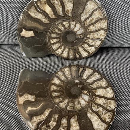 Harpoceras sp Ammonite Polished Pair, Rare Calcite Fossil Whitby Fossils4sale Stone Treasures