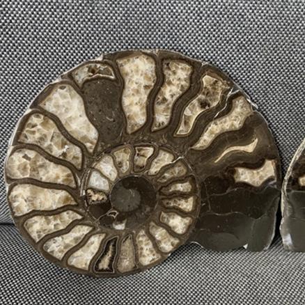 Harpoceras sp Ammonite Polished Pair, Rare Calcite Fossil Whitby Fossils4sale Stone Treasures