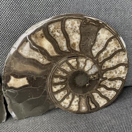 Harpoceras sp Ammonite Polished Pair, Rare Calcite Fossil Whitby Fossils4sale Stone Treasures