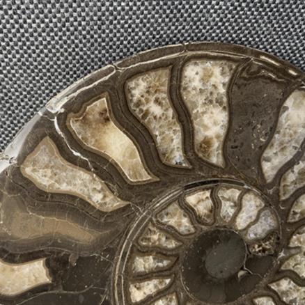 Harpoceras sp Ammonite Polished Pair, Rare Calcite Fossil Whitby Fossils4sale Stone Treasures