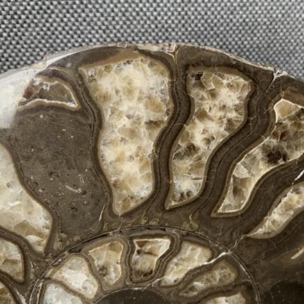 Harpoceras sp Ammonite Polished Pair, Rare Calcite Fossil Whitby Fossils4sale Stone Treasures