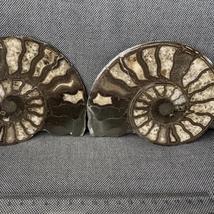 Harpoceras sp Ammonite Polished Pair, Rare Calcite Fossil Whitby Fossils4sale Stone Treasures