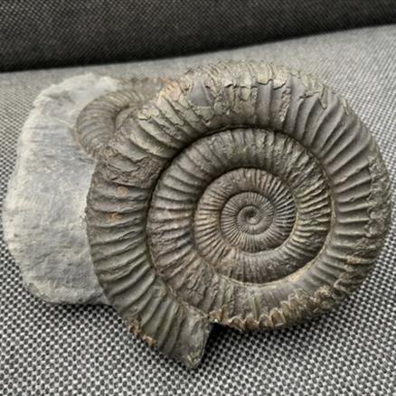 Double Dactylioceras sp Fossil Ammonite, Jurassic, Whitby, Yorkshire Fossils4sale Stone Treasures