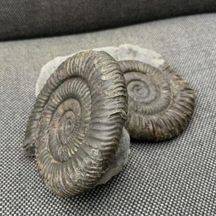 Double Dactylioceras sp Fossil Ammonite, Jurassic, Whitby, Yorkshire Fossils4sale Stone Treasures