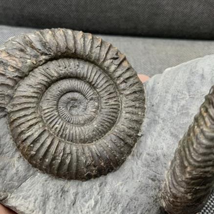 Double Dactylioceras sp Fossil Ammonite, Jurassic, Whitby, Yorkshire Fossils4sale Stone Treasures