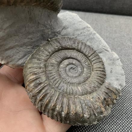 Double Dactylioceras sp Fossil Ammonite, Jurassic, Whitby, Yorkshire Fossils4sale Stone Treasures