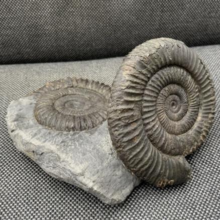 Double Dactylioceras sp Fossil Ammonite, Jurassic, Whitby, Yorkshire Fossils4sale Stone Treasures