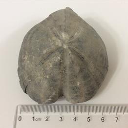 Echinoid Large 6.5cm across 204 grams from an old collection Stone Treasures fossil4sale