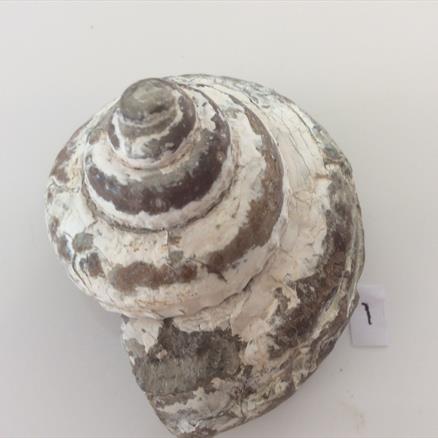 Gastropod specimen 92g approx diameter 5.5cm Old Collection Brockley Quarry Gloucestershire Fosss4sale Stone Treasure