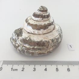 Gastropod specimen 92g approx diameter 5.5cm Old Collection Brockley Quarry Gloucestershire Fosss4sale Stone Treasure