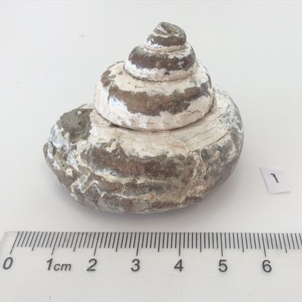 Gastropod specimen 92g approx diameter 5.5cm Old Collection Brockley Quarry Gloucestershire Fosss4sale Stone Treasure