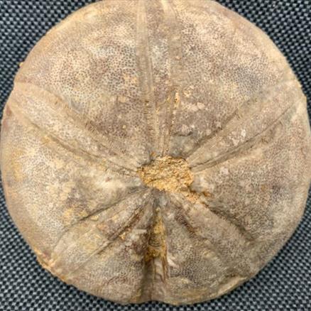 Echinoid (Sea Urchin) Sp Clypeus plotti, Jurassic Gloucestershire, UK fossils4sale Stone Treasures