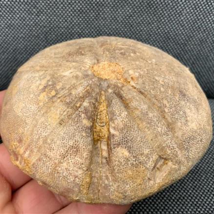 Echinoid (Sea Urchin) Sp Clypeus plotti, Jurassic Gloucestershire, UK fossils4sale Stone Treasures