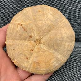  Echinoid (Sea Urchin) Sp Clypeus plotti, Jurassic  Gloucestershire, UK fossils4sale Stone Treasures