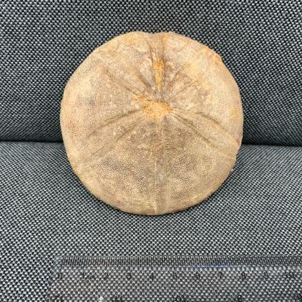 Echinoid (Sea Urchin) Sp Clypeus plotti, Jurassic Gloucestershire, UK. fossils4sale Stone Treasures