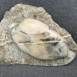 Cardinia Sp Polished Fossil Bivalve, Scunthorpe, England. Lower Lias, Lower Jurassic, 200 Million Years Old.