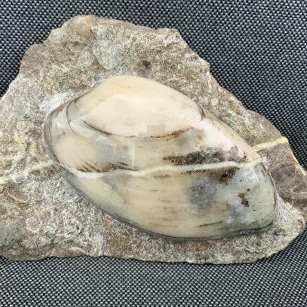 Cardinia Sp Polished Fossil Bivalve, Scunthorpe, England. Lower Lias, Lower Jurassic, 200 Million Years Old.