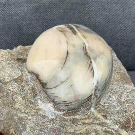 Cardinia Sp Polished Fossil Bivalve, Scunthorpe, England. Lower Lias, Lower Jurassic, 200 Million Years Old.